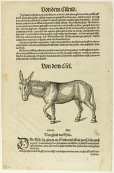 Illustration aus "Thierbuch", Tafel 42 aus Holzschnitten aus Büchern des XVI. Jahrhunderts