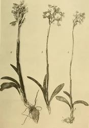 Annalen des K.K. Naturhistorischen Hofmuseums (1914)