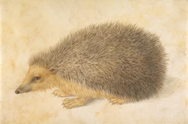 Ein Igel Erinaceus roumanicus, vor 1584