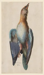Toter Blauracke, 1583