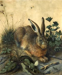 Hase