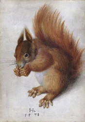Rotes Eichhörnchen