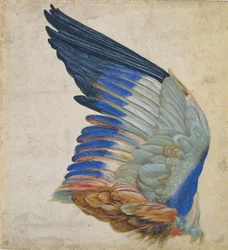 Flügel einer Blauracke, Kopie eines Originals von Albrecht Dürer aus dem Jahr 1512