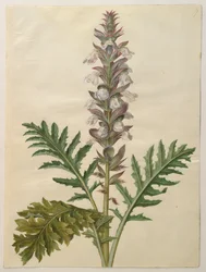 Acanthus mollis aus dem Album Gottorfer Codex