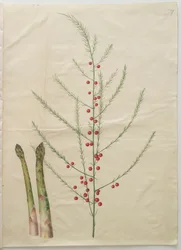 Asparagus officinalis aus dem Album Gottorfer Codex