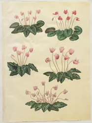 Cyclamen purprascens aus dem Album Gottorfer Codex