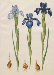 Iris xiphiodes aus dem Album Gottorfer Codex