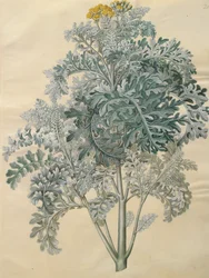 Jacobaea maritima aus dem Album Gottorfer Codex