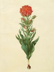 Tulipa gesneriana aus dem Album Gottorfer Codex, ca. 1650