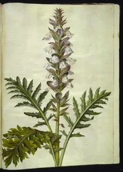 Acanthus hungaricus (Ungarische Akanthus)