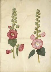 Alcea rosea (Stockrose)