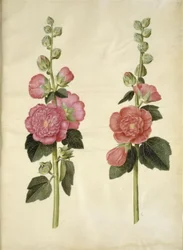 Alcea rosea (Stockrose)