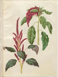 Amaranthus cruentus (Roter Amarant); Amaranthus caudatus (Garten-Fuchsschwanz)