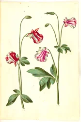Aquilegia vulgaris (Gemeine Akelei)