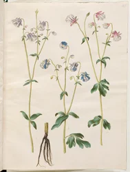 Aquilegia vulgaris (Gewöhnliche Akelei)