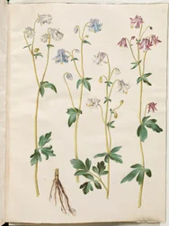 Aquilegia vulgaris (Gewöhnliche Akelei)