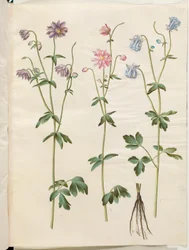 Aquilegia vulgaris (Gemeine Akelei)