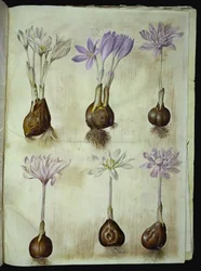 Colchicum autumnale (Herbstzeitlose)