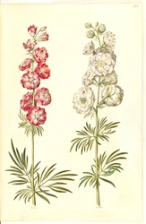 Consolida ajacis (Garten-Rittersporn)