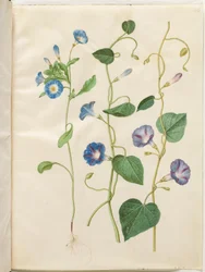 Convolvulus tricolor (Dreifarbige Winde); Ipomoea purpurea (Purpur-Prunkwinde)