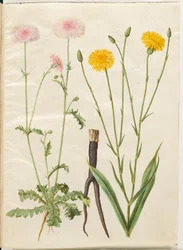 Crepis rubra (rote Habichtskraut); Scorzonera hispanica (Garten-Schwarzwurzel)