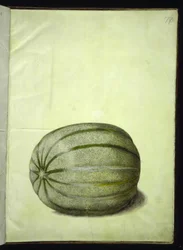 Cucumis melo (Melone)