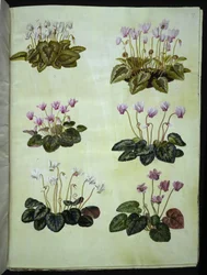 Cyclamen hederifolium (Efeublättriges Alpenveilchen); Cyclamen purpurascens (Echtes Alpenveilchen)