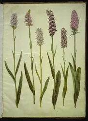 Dactylorhiza maculata (Geflecktes Knabenkraut)