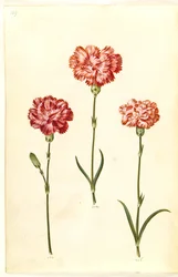 Dianthus caryophyllus (Nelke)