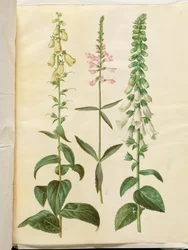 Digitalis grandiflora (Großblütiger Fingerhut); Physostegia virginiana (Drehblume); Digitalis purpurea (Gewöhnlicher Fingerhut)