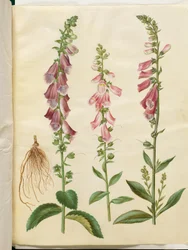Digitalis purpurea (Gewöhnlicher Fingerhut)