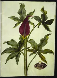 Dracunculus vulgaris (Gemeiner Drachenwurz)