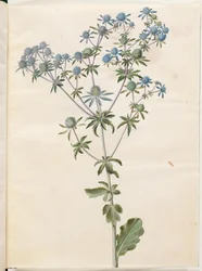 Eryngium planum (Flachblatt-Mannstreu)
