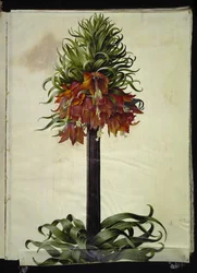 Fritillaria imperialis (Kaiserkronen)