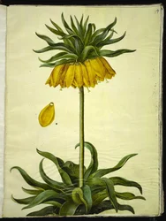Fritillaria imperialis (Kaiserkronen)