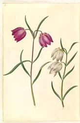 Fritillaria meleagris (Schachbrettblume)