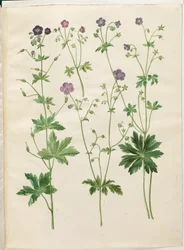 Geranium phaeum (Wellenblättriger Storchschnabel); Geranium sylvaticum (Wald-Storchschnabel)