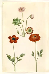 Geranium sanguineum striatum (gestreifter Storchschnabel); Ranunculus asiaticus (Garten-Ranunkel)