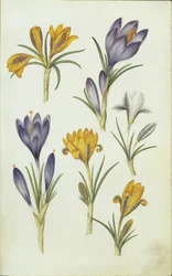 Krokusse