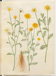 Glebionis coronaria (Krönungskamille)