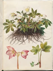 Schwarze Nieswurz (gewöhnliche Christrose)