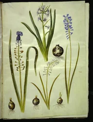 Hyacinthus orientalis (gewöhnliche Hyazinthe); Muscari comosum (Traubenhyazinthe); Brimeura amethystina (pyrenäische Hyazinthe)