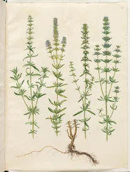 Hyssopus officinalis (echter Ysop)