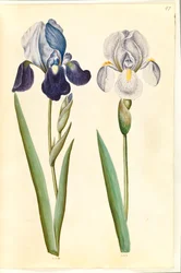 Iris ×germanica oder Iris ×sambucina (?) (Garten-Iris oder Holunder-Iris); Iris ×germanica (Garten-Iris)