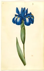 Iris latifolia (Englische Iris)