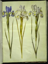 Iris latifolia (englische Iris)
