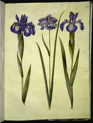 Iris latifolia (Englische Iris); Iris sibirica (Sibirische Iris)