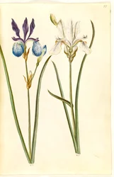 Iris sibirica (Sibirische Schwertlilie)