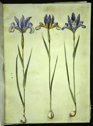 Iris xiphium (Spanische Iris)