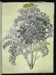 Jacobaea maritima (Graublatt)
